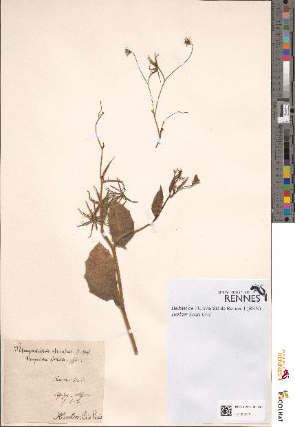 spécimen de Rhagadiolus stellatus