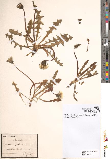 spécimen de Taraxacum palustre