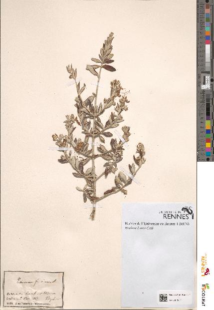 spécimen de Teucrium fruticans