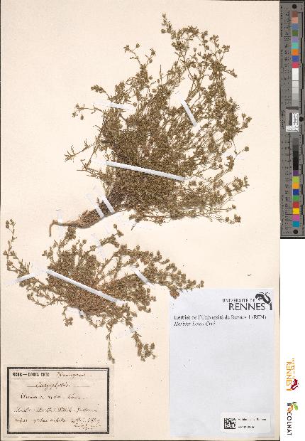 spécimen de Arenaria rubra