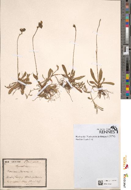spécimen de Hieracium auricula