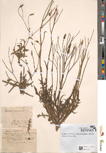 spécimen de Lactuca perennis