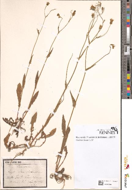 spécimen de Crepis setosa