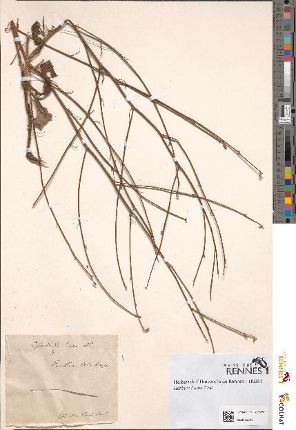 spécimen de Chondrilla juncea