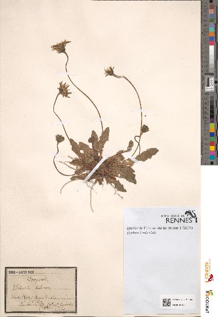 spécimen de Thrincia tuberosa