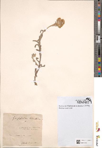 spécimen de Gnaphalium luteoalbum