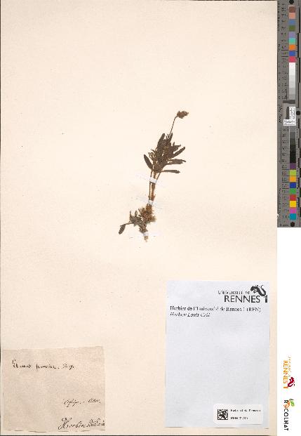 spécimen de Ebenus pinnata