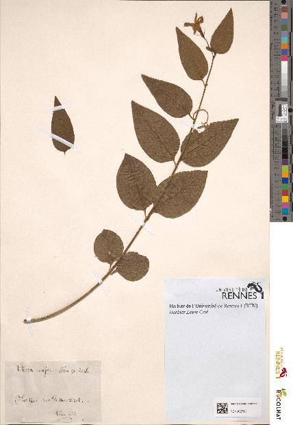 spécimen de Vinca major