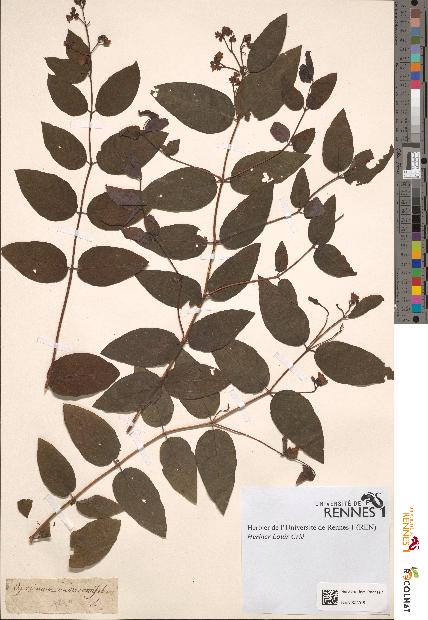 spécimen de Apocynum androsaemifolium