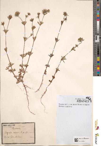 spécimen de Asperula arvensis