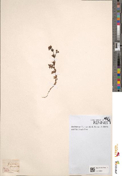 spécimen de Galium bocconii