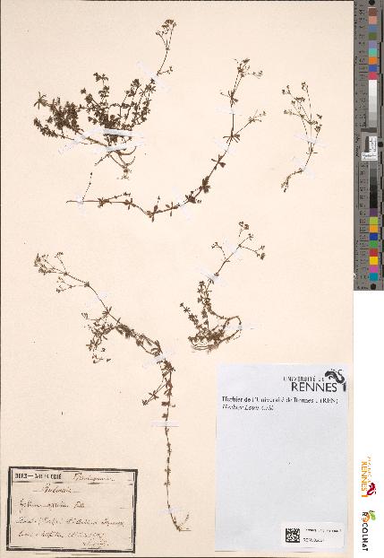 spécimen de Galium sylvestre
