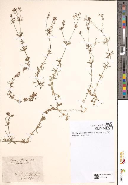 spécimen de Galium sylvestre