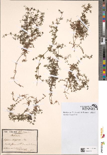 spécimen de Galium uliginosum