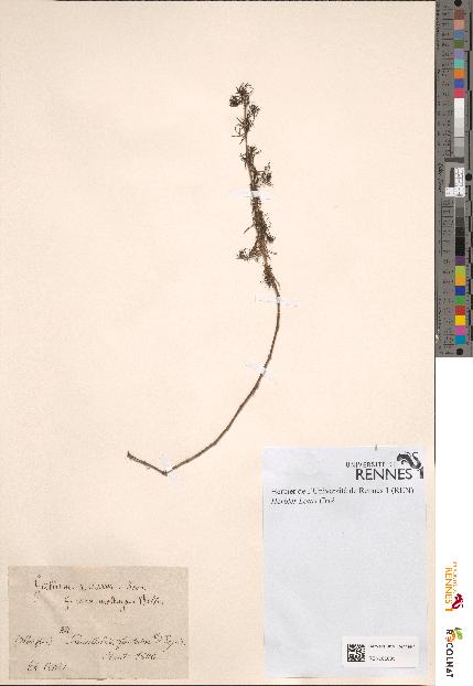 spécimen de Galium verum