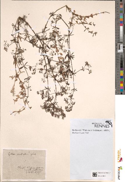 spécimen de Galium constrictum