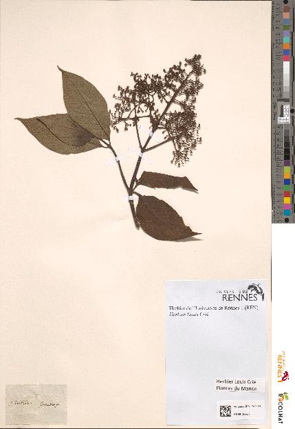 spécimen de Psychotria grandifolia