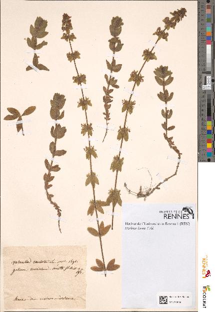 spécimen de Galium cruciata