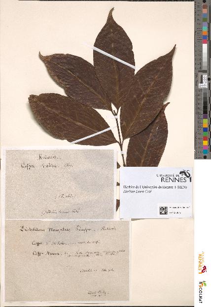 spécimen de Coffea arabica
