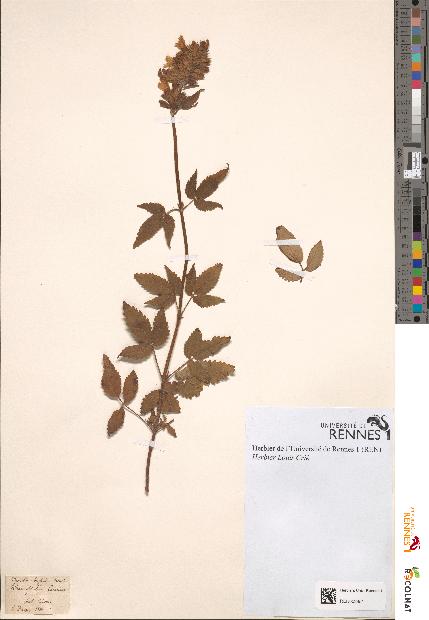 spécimen de Dracocephalum canariense