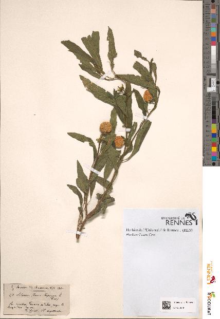 spécimen de Solanum pseudocapsicum