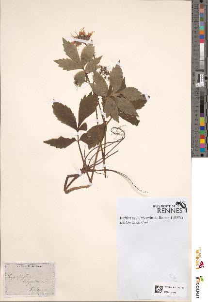 spécimen de Hydrophyllum virginicum