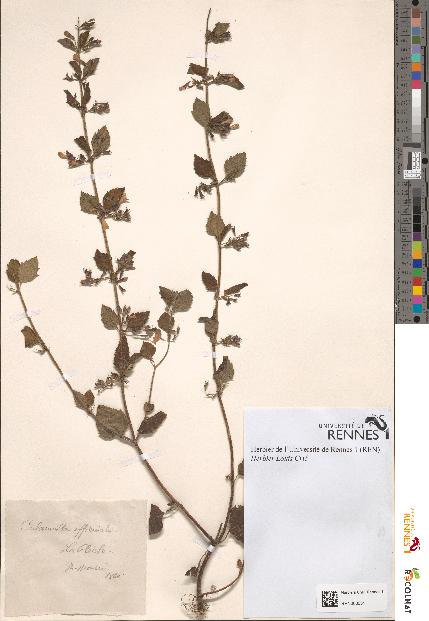 spécimen de Calamintha officinalis