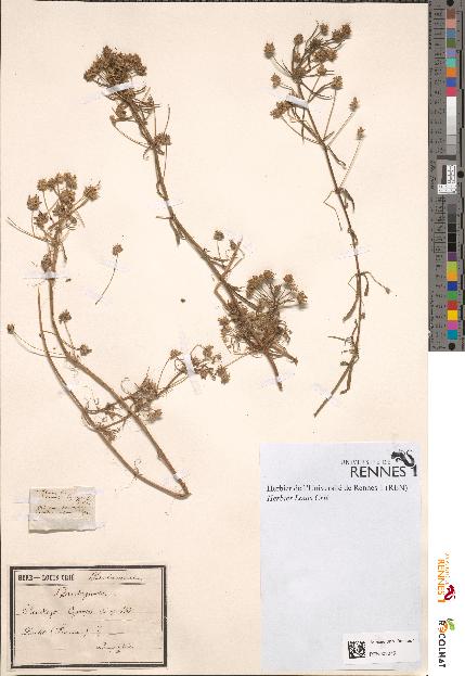 spécimen de Plantago cynops