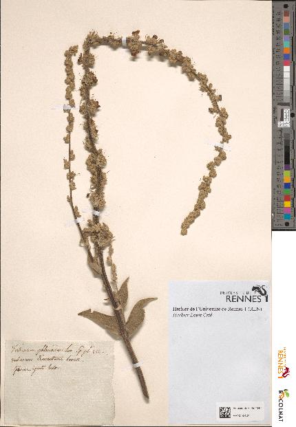 spécimen de Verbascum phlomoides