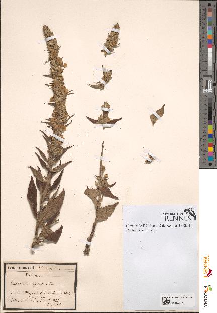 spécimen de Verbascum lychnitis