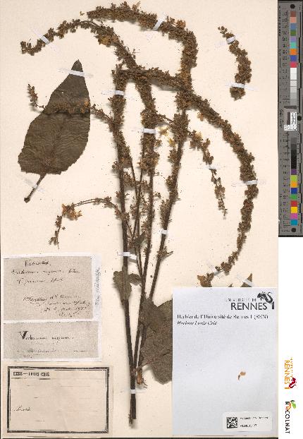 spécimen de Verbascum nigrum