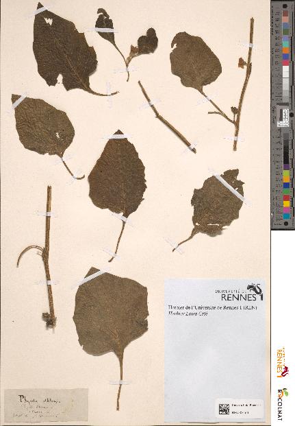spécimen de Physalis alkekengi