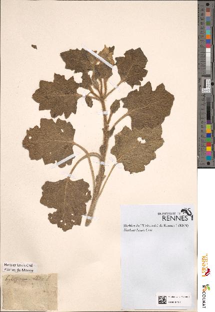 spécimen de Hyoscyamus albus