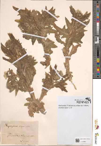 spécimen de Hyoscyamus niger
