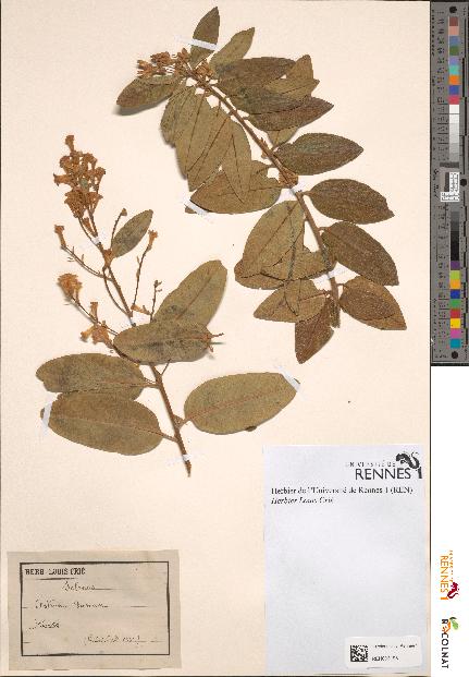 spécimen de Cestrum diurnum