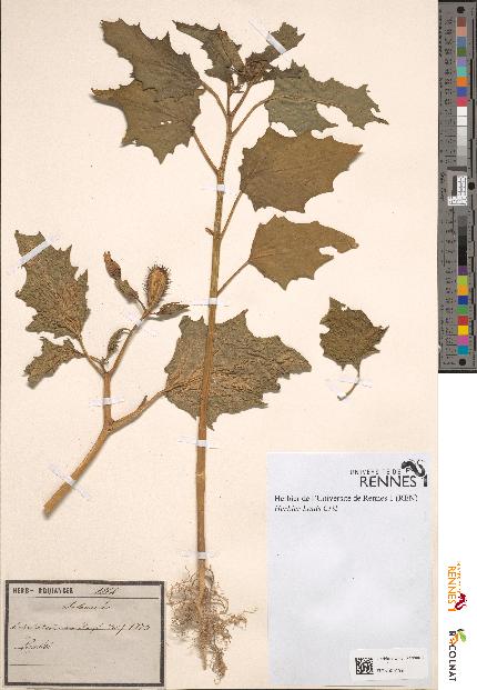 spécimen de Datura stramonium