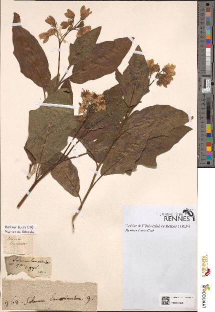 spécimen de Solanum bonariense