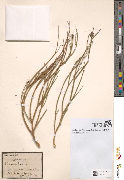 spécimen de Coronilla juncea