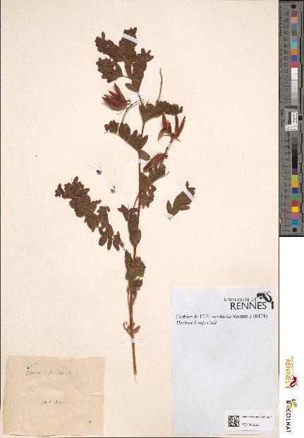 spécimen de Vicia orobus