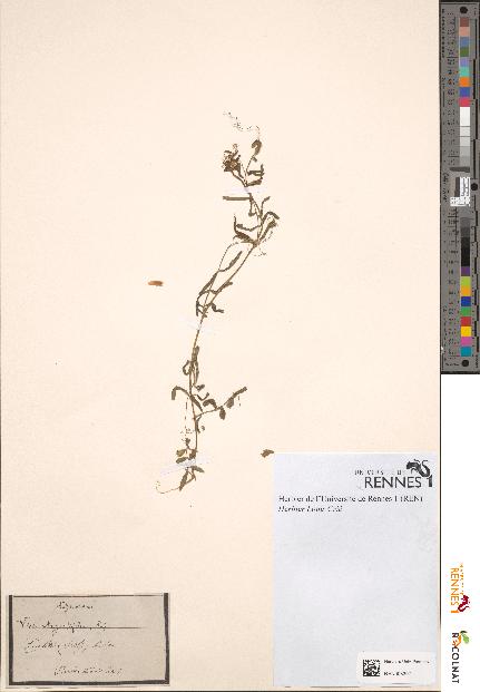 spécimen de Vicia angustifolia