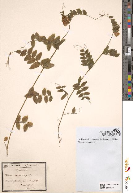 spécimen de Vicia sepium