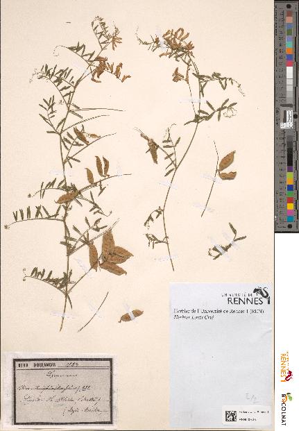 spécimen de Vicia tenuifolia