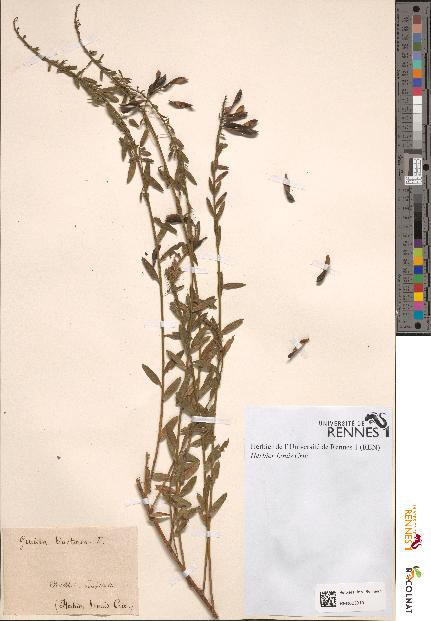 spécimen de Genista tinctoria