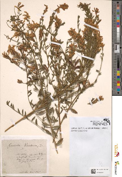 spécimen de Genista tinctoria