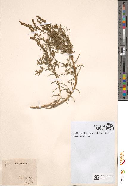 spécimen de Genista tricuspidata