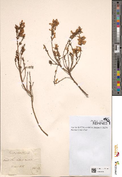 spécimen de Genista pilosa