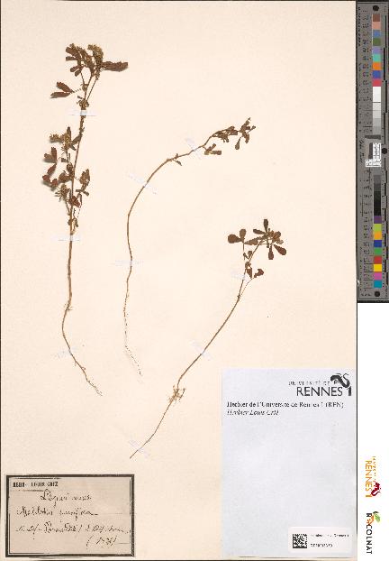 spécimen de Melilotus parviflora