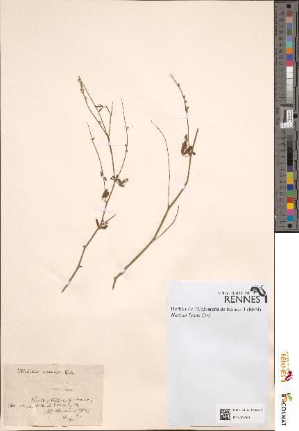 spécimen de Melilotus arvensis