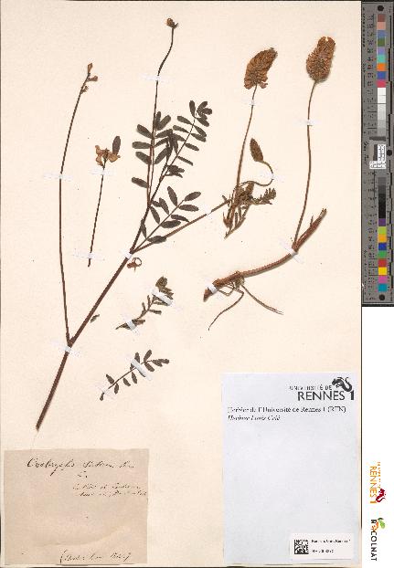 spécimen de Onobrychis sativa