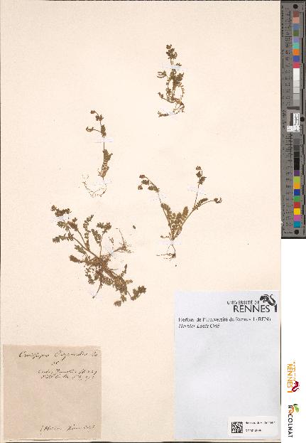 spécimen de Ornithopus perpusillus
